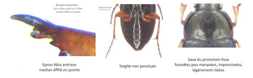 Amara concinna